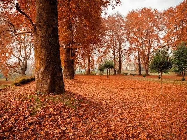 NIshat Garden  surrounded by autumn colours in Kashmir