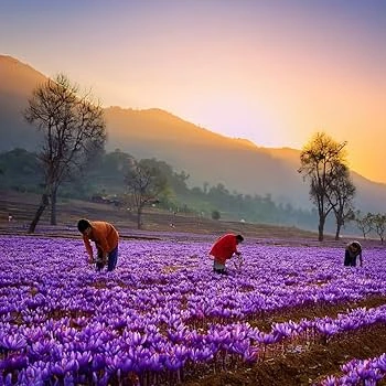 Saffron fields in Pampore during Kashmir's autumn harvest