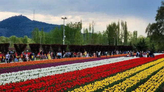 Tulip Garden 2024 Kashmir Cheap Tour